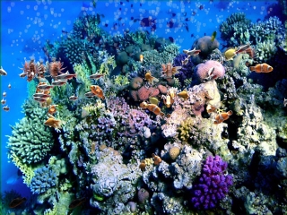 Interactive Coral Reef effect with Stunning Sealife and Interactive Bubbles